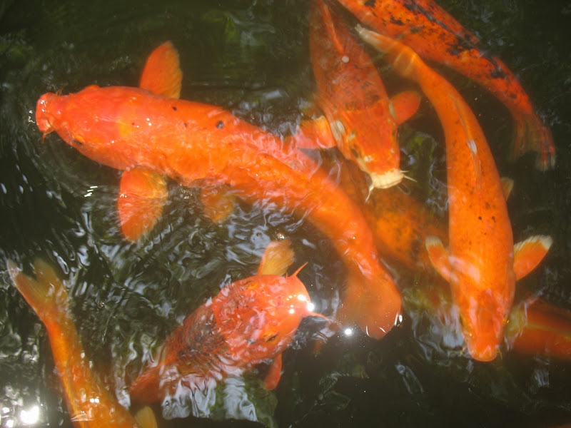 รูปภาพ ปลาทอง GoldFish ปลาสวยงาม ปลาตู้ สัตว์เลี้ยง ปลาทองสวยๆ