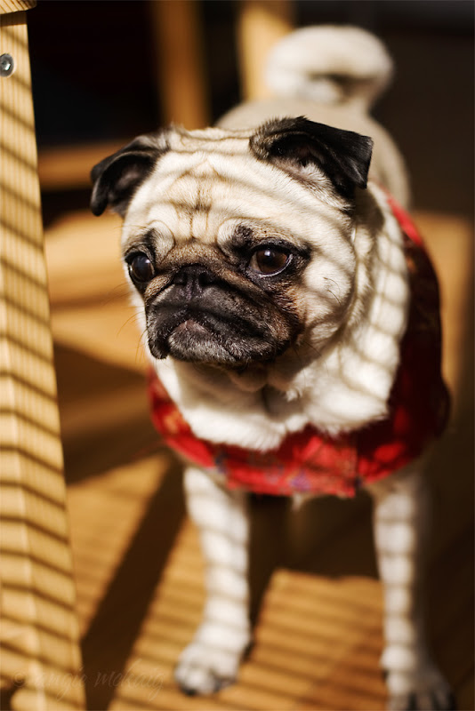 รูปภาพ ปั๊ก pug สัตว์เลี้ยง สุนัข หมาหน้าย่นแสนน่ารัก