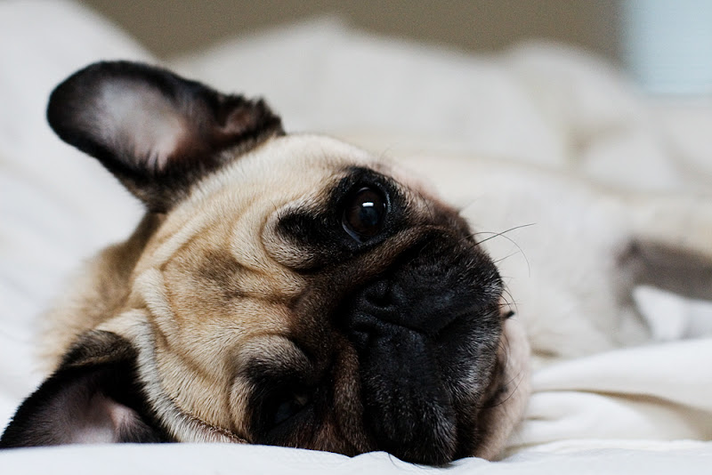 รูปภาพ ปั๊ก pug สัตว์เลี้ยง สุนัข หมาหน้าย่นแสนน่ารัก