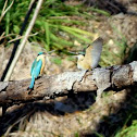 Sacred Kingfisher 