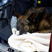 K-9 Seminar in Elsdorf 01.05.2011