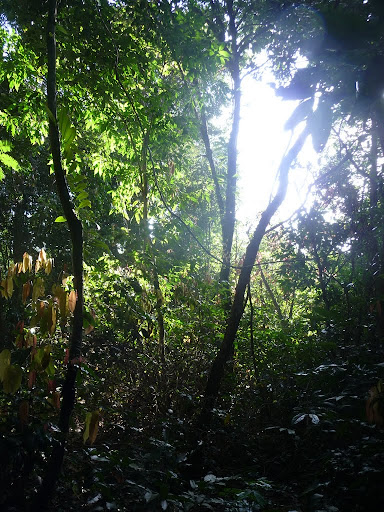 Джунгли острова Кох Та