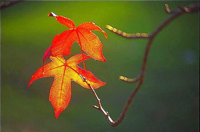 [2 autumn leaves[5].jpg]