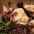 bedouin camel crop.jpg