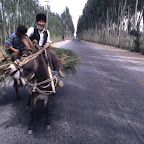 donkey man.jpg