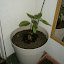 mjdchenault's Inside Pots garden