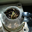 Amaryllis Bulb