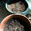 Artichoke - Imperial Star Seed - Set #2:Plant #2
