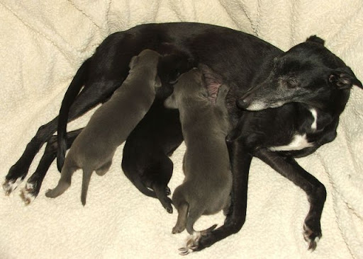 http://lh4.ggpht.com/_4oc2pwSoy2Q/S09xZWiXORI/AAAAAAAADUQ/iQ20GN8lNuM/tisza-parti_szelvesz_no2_whippet_puppies_03.jpg