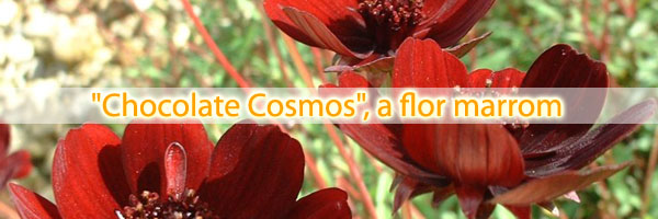 Chocolate Cosmos, a flor marrom chocolate cosmos flor marrom Chocolate Cosmos, a flor marrom