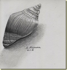 Caracola pequena 001