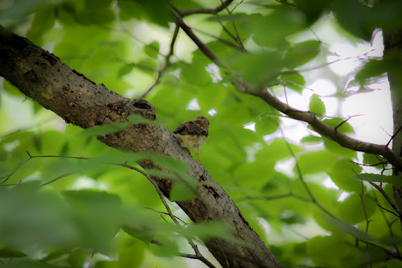 Spotting Image 1