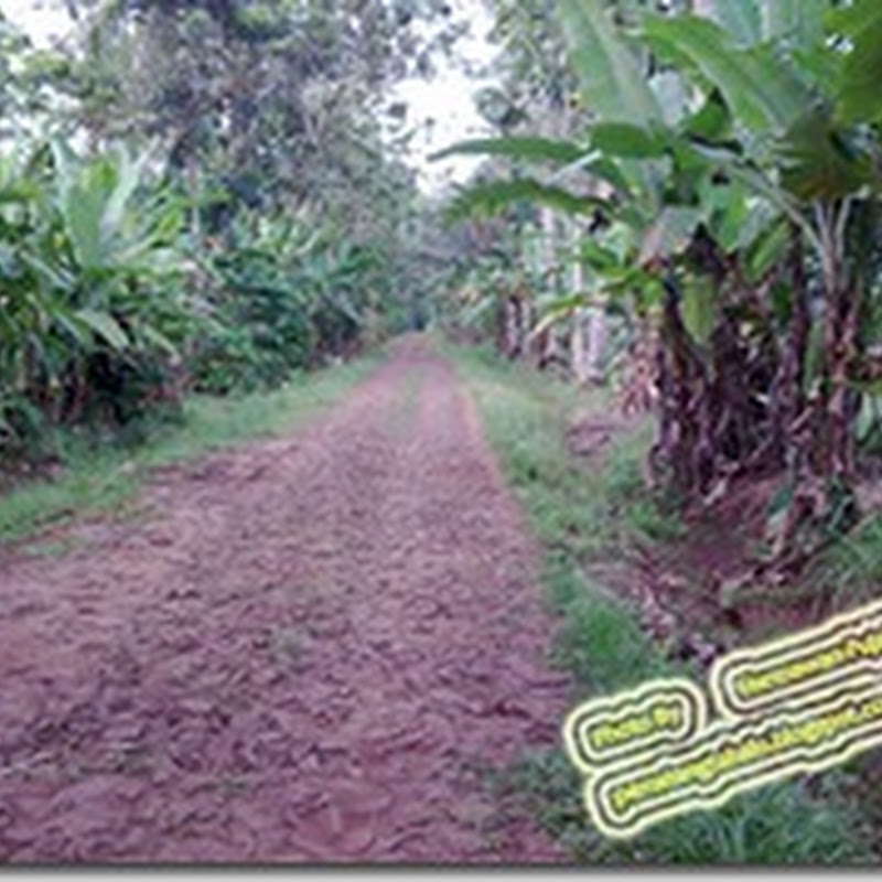 Jalan Emas Desa Pematang Tahalo Jabung Lampung Timur