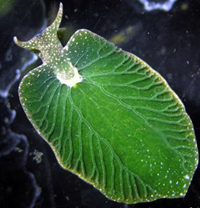  Elysia chlorotica : Siput yang bisa melakukan fotosintesis