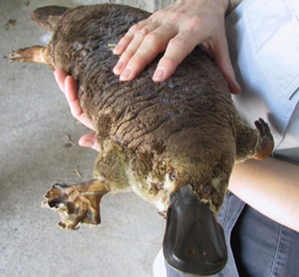 Platypus Platypus