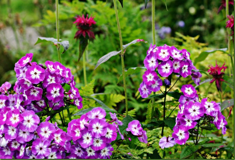 phloxmonarda phloxmonarda