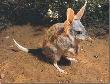 bandicoot bandicoot
