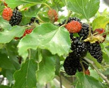 morus-nigra-moras