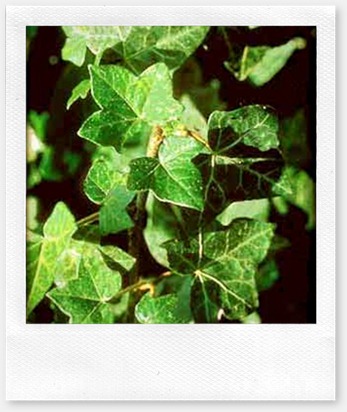 Hiedra-Inglesa-Hedera-helix Hiedra-Inglesa-Hedera-helix