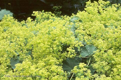 Alchemilla mollis