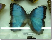 IMG_4652 IMG_4652