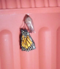 [butterfly drying wings[6].jpg]