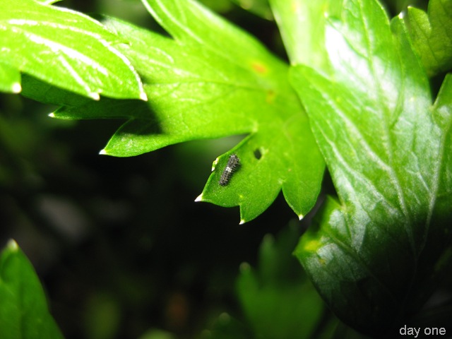 [Black Swallowtail caterpillar day 1[8].jpg]