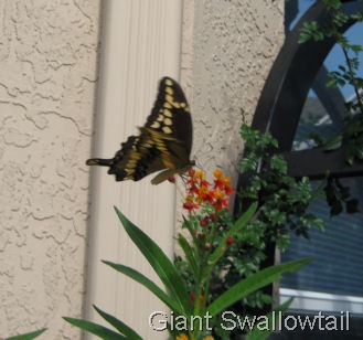 [giant swallowtail drinking from milkweed[12].jpg]