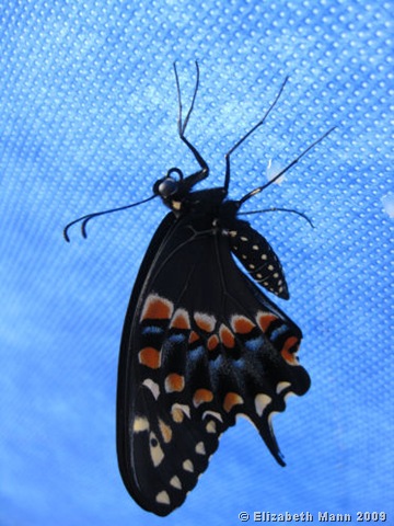 [Black Swallowtail butterfly.jpg]