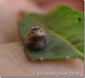 hover fly pupa eyes are visible