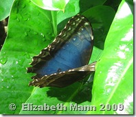 Blue Morpho