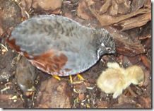quail and baby