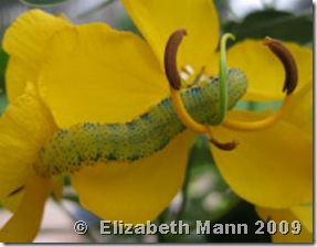 Caterpillar Camouflage