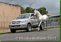 horse by car