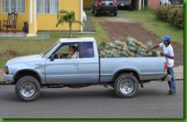 pineapples in truck