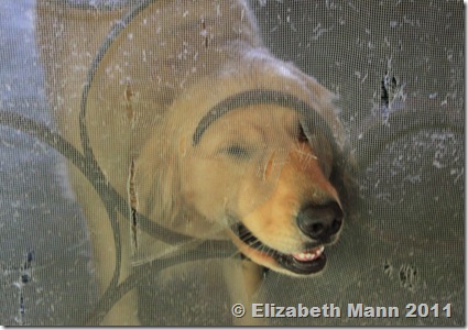 dog discovers peek out hole