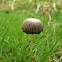 Pleated Inkcap