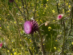 These purple thistles were everywhere, just popping up out of the yellowing mustard.