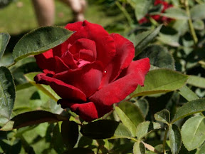 A rose by any other name.... is still a rose.