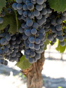 Love this shot. The hazy film on the grapes is the natural yeast that is developing from the internal sugar. This yeast is what gets the fermentation started in the tanks.