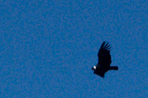 We saw several condors that fly down from the Andes
