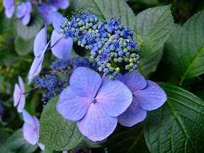 Jardines Hamarikyu teien