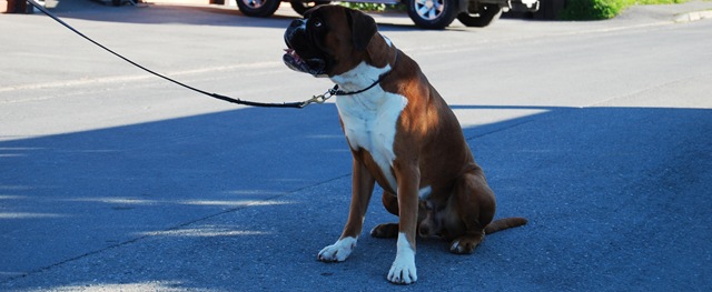 [DSC_6093_c[4].jpg]