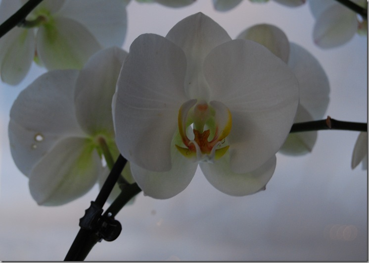 DSC_9086_c