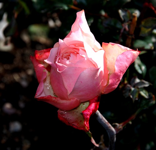 [DSC_2700c[7].jpg]
