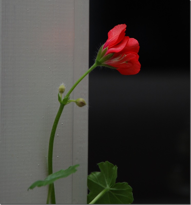DSC_2973c