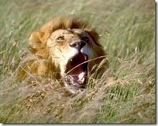 Lion_in Gir Lion_in Gir