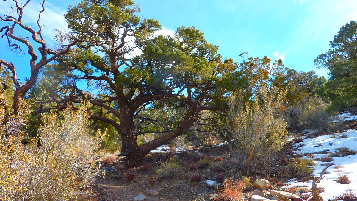 [wildrosehikeandcharcoalkilns_0253.jpg]