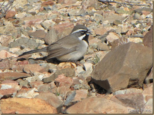 DESERT MUSEum_016