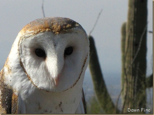 DESERT MUSEum_087